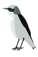 The northern wheatear (lat. Oenanthe oenanthe) bird male, vector stock illustration