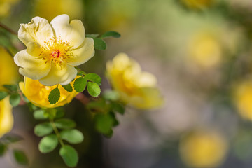 Chinesische Goldrose (Wildrose) - gelbe Blüten an einem Strauch
