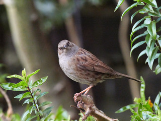 A Dunnock (Prunella modularis) perched on a tree branch in a back garden early in the morning while looking for food.