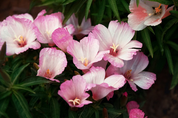 Fototapeta na wymiar delicate pink wavy flowers bells in the foliage