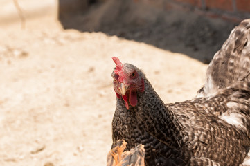 Chickens in the yard eat grass. Domestic animals.