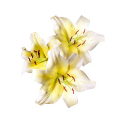 A bouquet of white lily flowers isolated