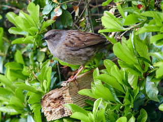 A Dunnock (Prunella modularis) perched in a hedge in a back garden early in the morning while looking for food.