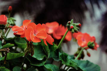 red flower Geranium