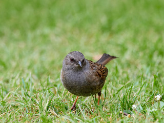 A Dunnock (Prunella modularis) on the ground in a back garden early in the morning while looking for food.