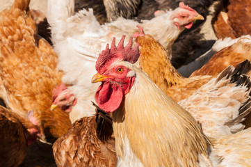 White rooster with red crest in the yard.Close up.