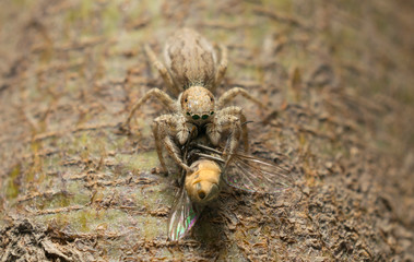 A jumping spider and a house fly in a garden with blurred background.A spider caught a fly.