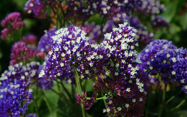 Obraz premium small lilac blue flowers in green leaves