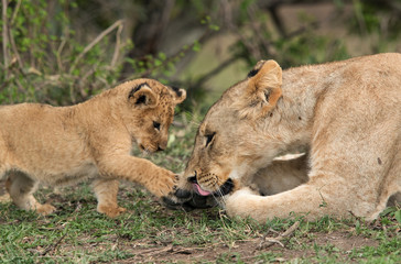 Fototapeta na wymiar Lioness cub eagerly looking to the feet, Masai Mara