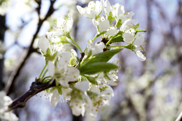 Flower pear close-up. Blurred background. Pear blossom in early spring