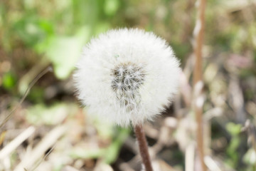 close up of dandelion in autumn season