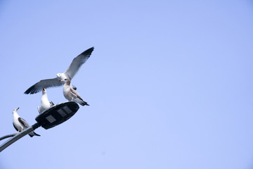 Seagull flying in blue sky in Korea - obrazy, fototapety, plakaty