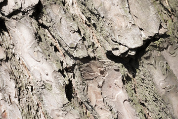 Korean wooden surface