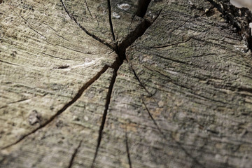 Korean wooden surface