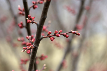 Pink apricot tree buds in early spring