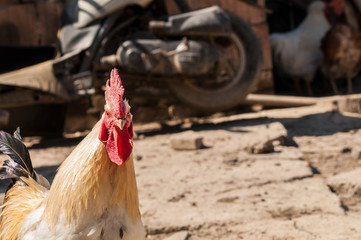 White rooster with red crest in the yard.Close up.