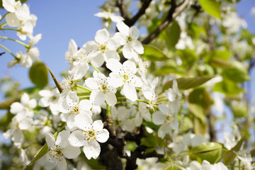 Flower pear close-up. Blurred background. Pear blossom in early spring