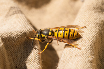 Macro shot of a yellow wasp.Insect in nature