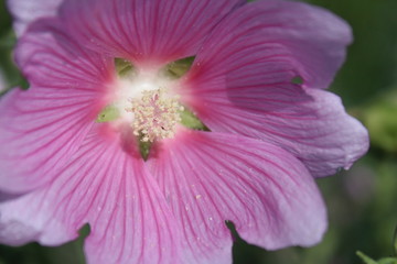 close up of a flower Malvina flower