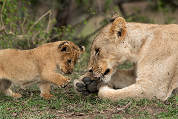 Fototapeta na wymiar Lioness cub trying to touch her feet, Masai Mara