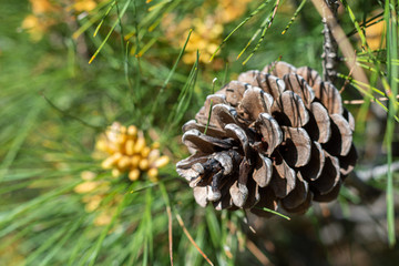 Pinus halepensis (common pine) male cone close up at spring