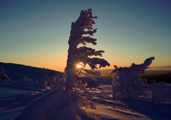 Icy trees in Lapland during the winter.
