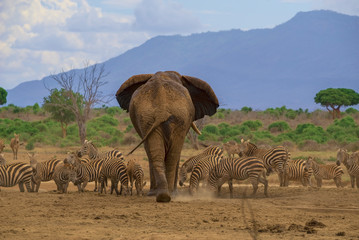 Elephant with zebras while drinking water from a source in the Kenyan savannah.