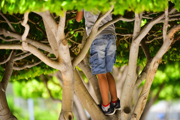 Naklejka na ściany i meble A child climbs a tree. Childhood in nature. Happy children in the trees. Hide and seek. Summer mood. Kids game. Outdoor sports. Orienteering.