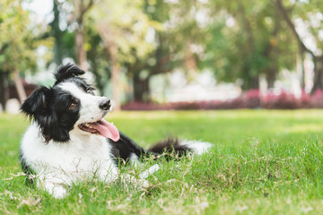 Happy border collie lying on the grass