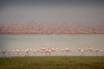 Fototapeta na wymiar Fenicotteri rosa nel lago di Amboseli National Park 