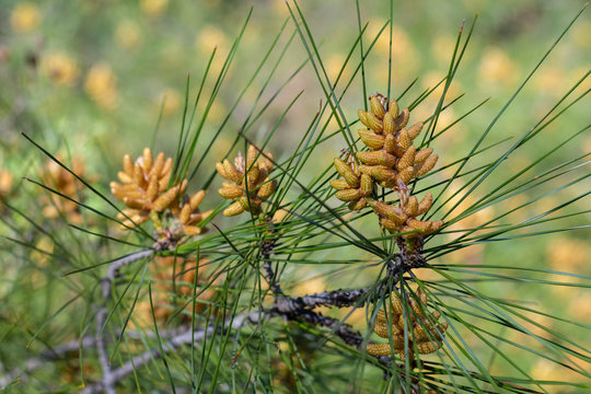 Pinus halepensis (common pine) male cones close up at spring ready to cast pollen