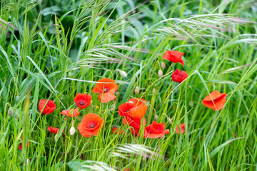 Detail of some poppies