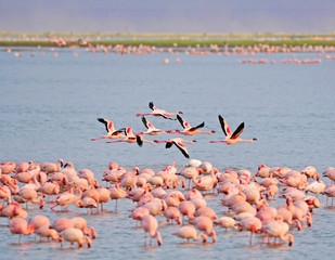 Fenicotteri rosa nel lago di Amboseli National Park 