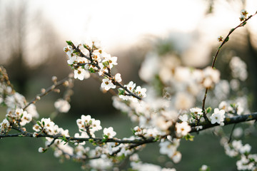 with a lot of white,delicate cherry blossom flowers. branches of a blooming plum tree on background of green grass in light of setting sun. huge blooming tree. seasonal trend.natural concept.