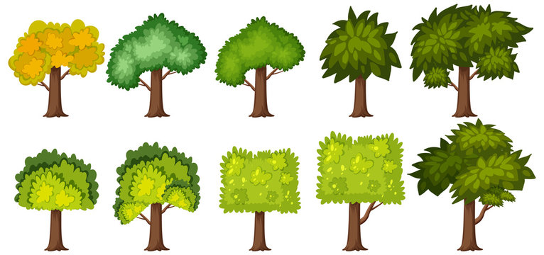 Big green trees on white background