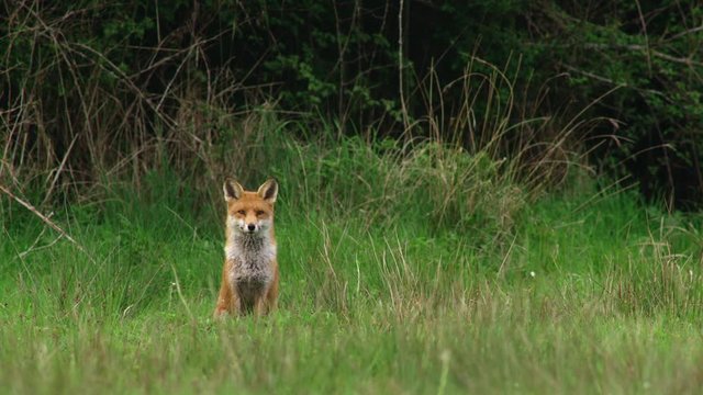 Red fox (Vulpes vulpes) in grassy field, Gloucestershire, UK