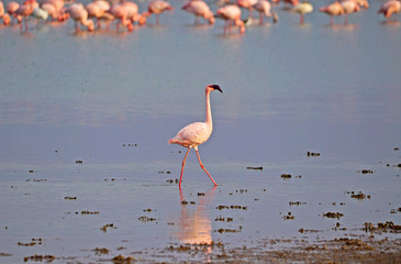 Obraz premium Fenicotteri rosa nel lago di Amboseli National Park 