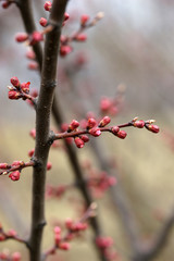Pink apricot tree buds in early spring