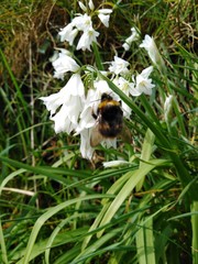 bumblebee on a wild garlic flower