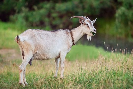 A goat with horns eats grass in a pasture. Artiodactyl grazing in a field near the reservoir of the river.