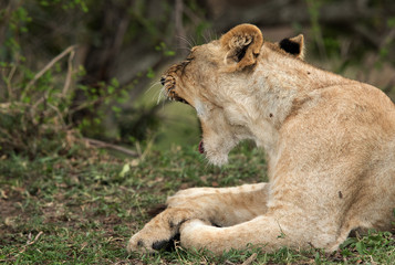 Lioness yawning, Masai Mara
