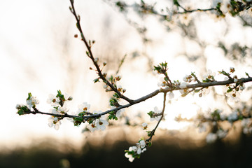 with a lot of white,delicate cherry blossom flowers. branches of a blooming plum tree on background of green grass in light of setting sun. huge blooming tree. seasonal trend.natural concept.