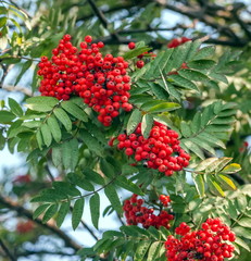 Bunches of red Rowan closeup on leaves background