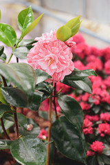 Colorful peony growing in the garden
