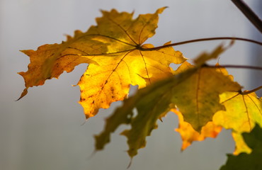 Yellow leaves of canadian maple on the branches against the gray autumn sky