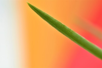 foglie di piante da giardino e fiori di orchidea © Rosario