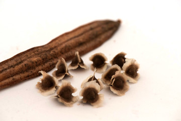 Moringa oleifera - Organic Moringa Seeds