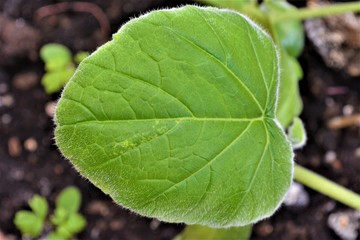 foglie di piante da giardino e fiori di orchidea © Rosario