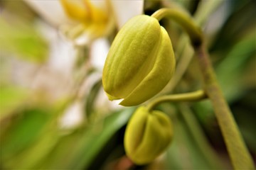 foglie di piante da giardino e fiori di orchidea © Rosario