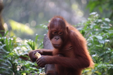Fototapeta premium Young orang-utan in Singapore Zoo